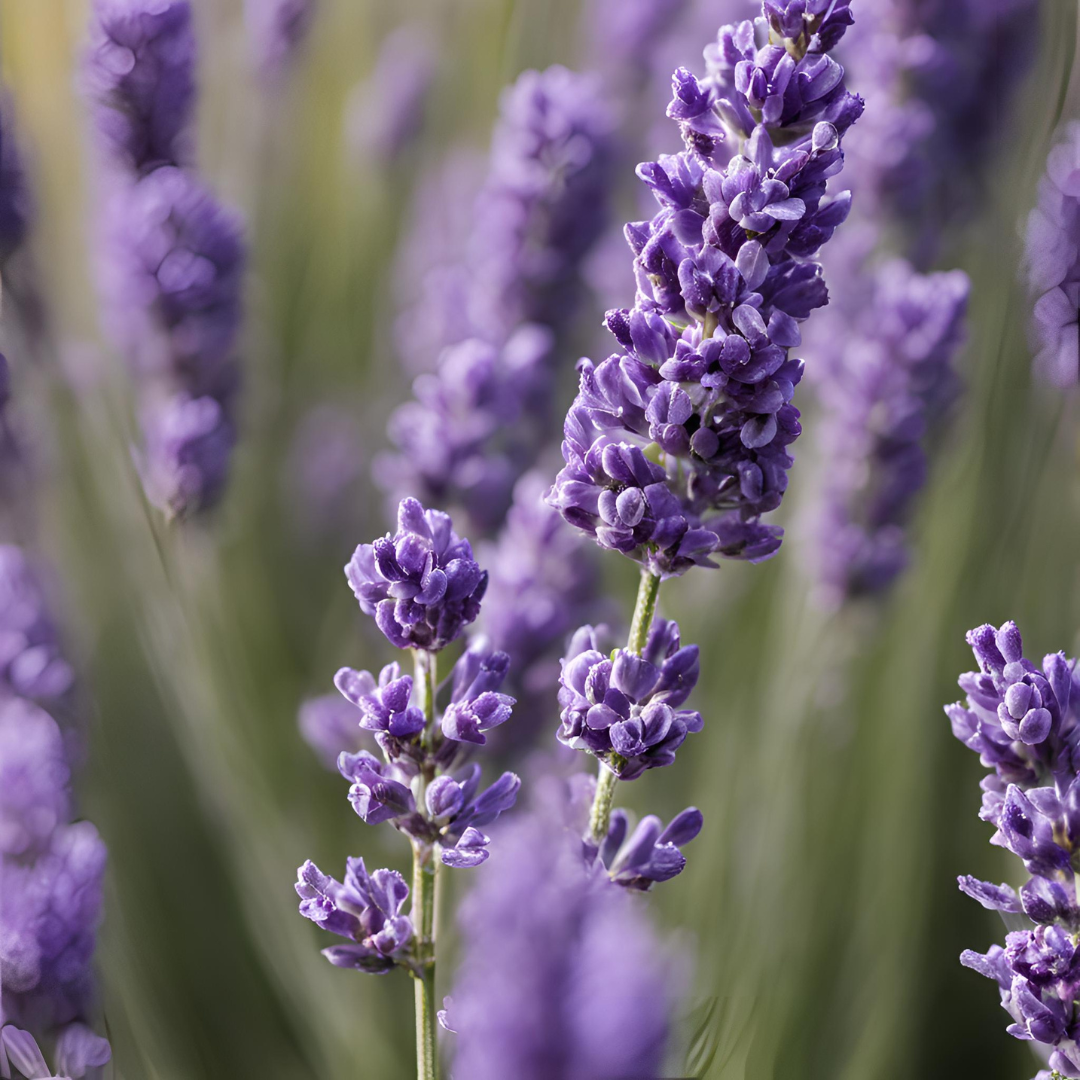 Lavender 16 oz candle