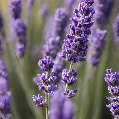 Lavender 16 oz candle